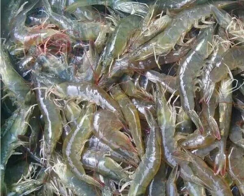 南美白对虾食用活虾