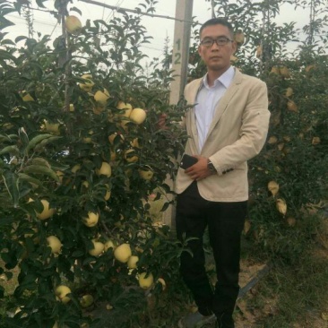 维纳斯黄金苹果苗矮化维纳斯黄金苹果苗