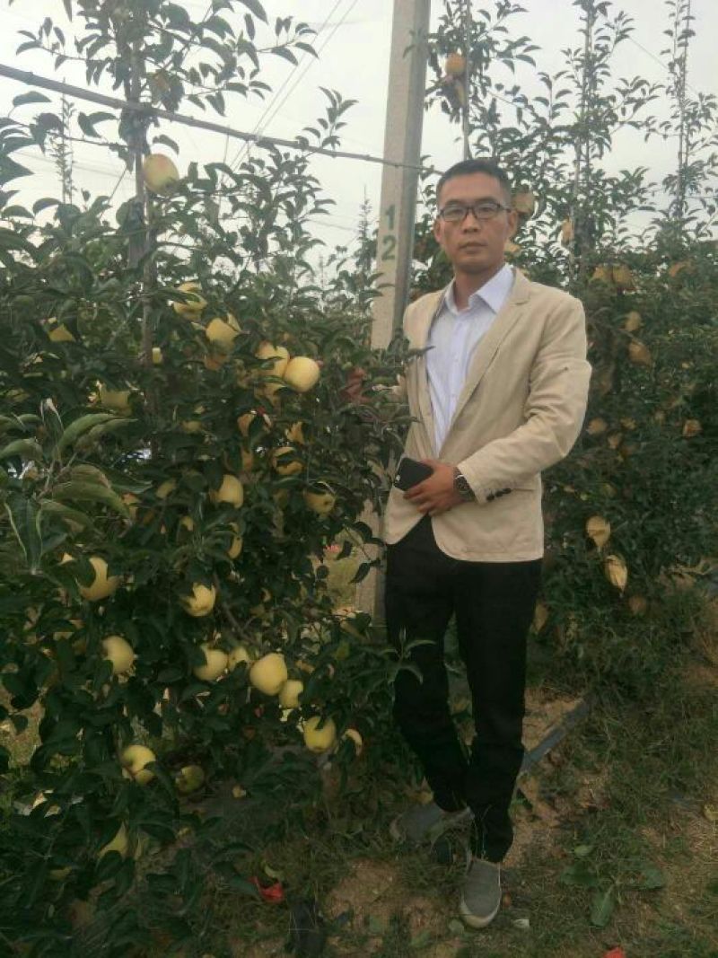 维纳斯黄金苹果苗矮化维纳斯黄金苹果苗