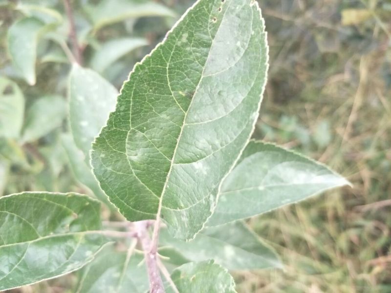 维纳斯黄金苹果苗矮化维纳斯黄金苹果苗