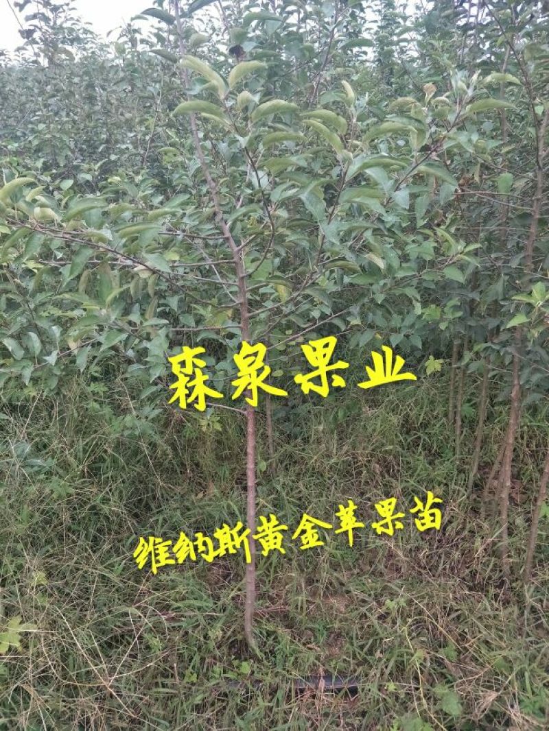 维纳斯黄金苹果苗矮化维纳斯黄金苹果苗
