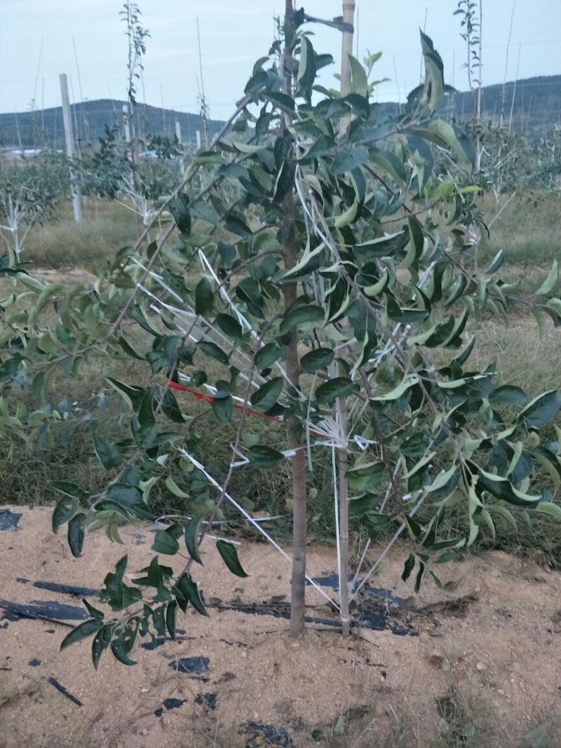 维纳斯黄金苹果苗矮化维纳斯黄金苹果苗