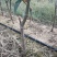 维纳斯黄金苹果苗矮化维纳斯黄金苹果苗