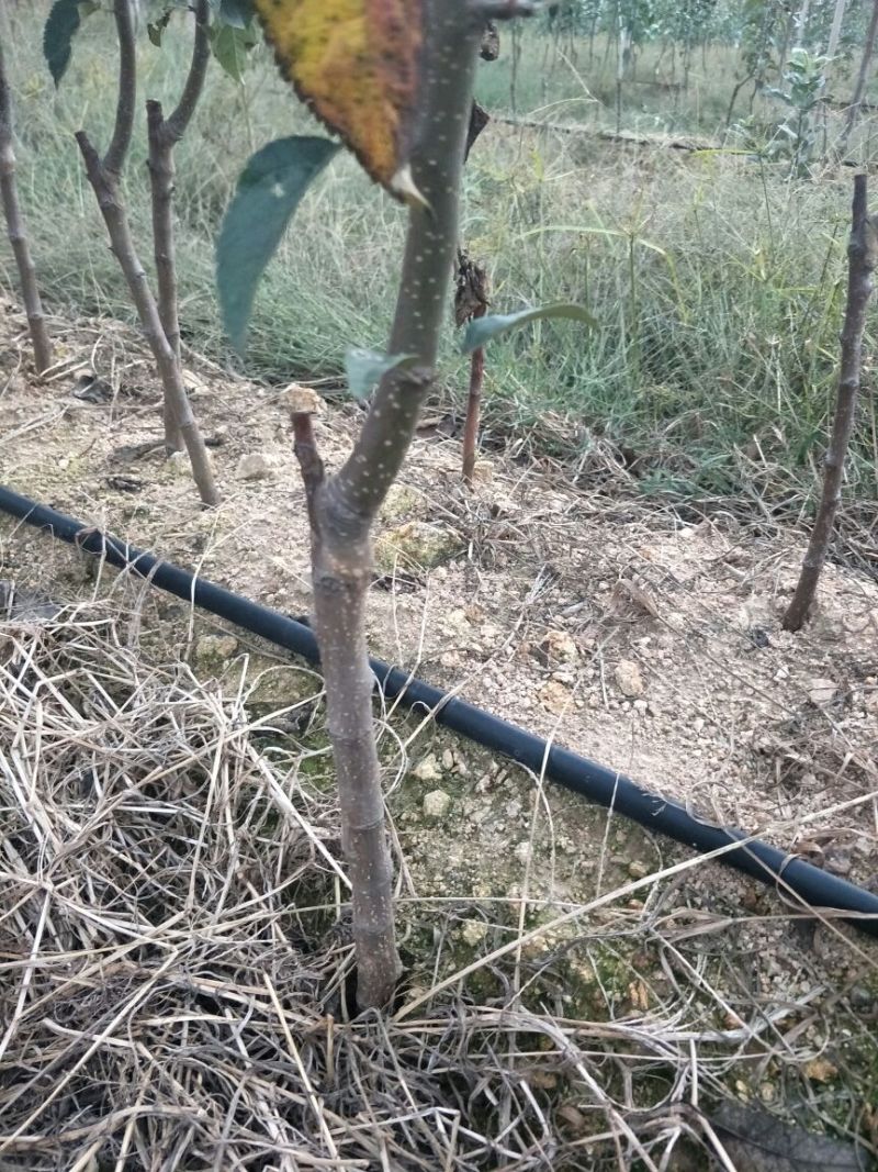 维纳斯黄金苹果苗矮化维纳斯黄金苹果苗