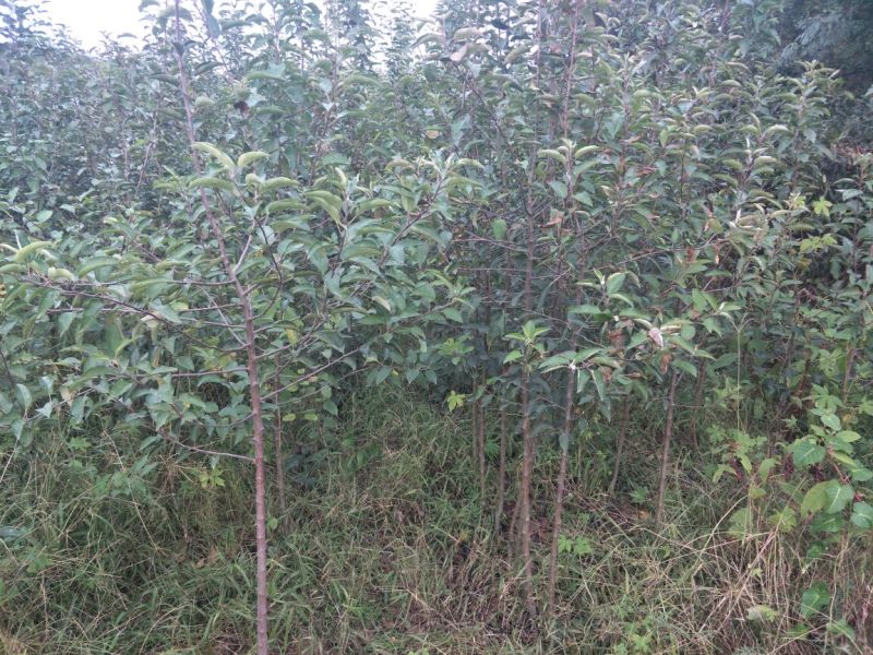 维纳斯黄金苹果苗矮化维纳斯黄金苹果苗