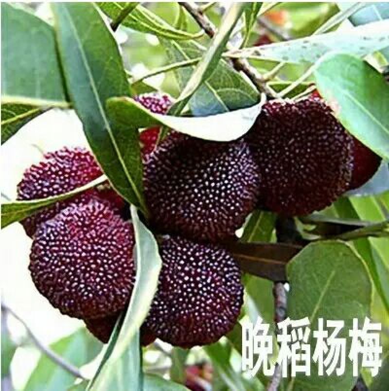 杨梅苗50~80cm