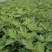 无花果树苗波姬红斯特拉芭劳奈金奥芬4个品种签合同