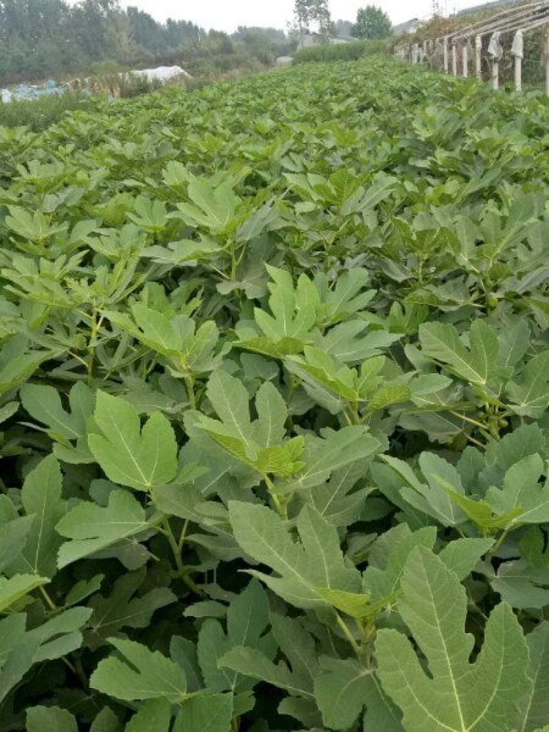 无花果树苗波姬红斯特拉芭劳奈金奥芬4个品种签合同
