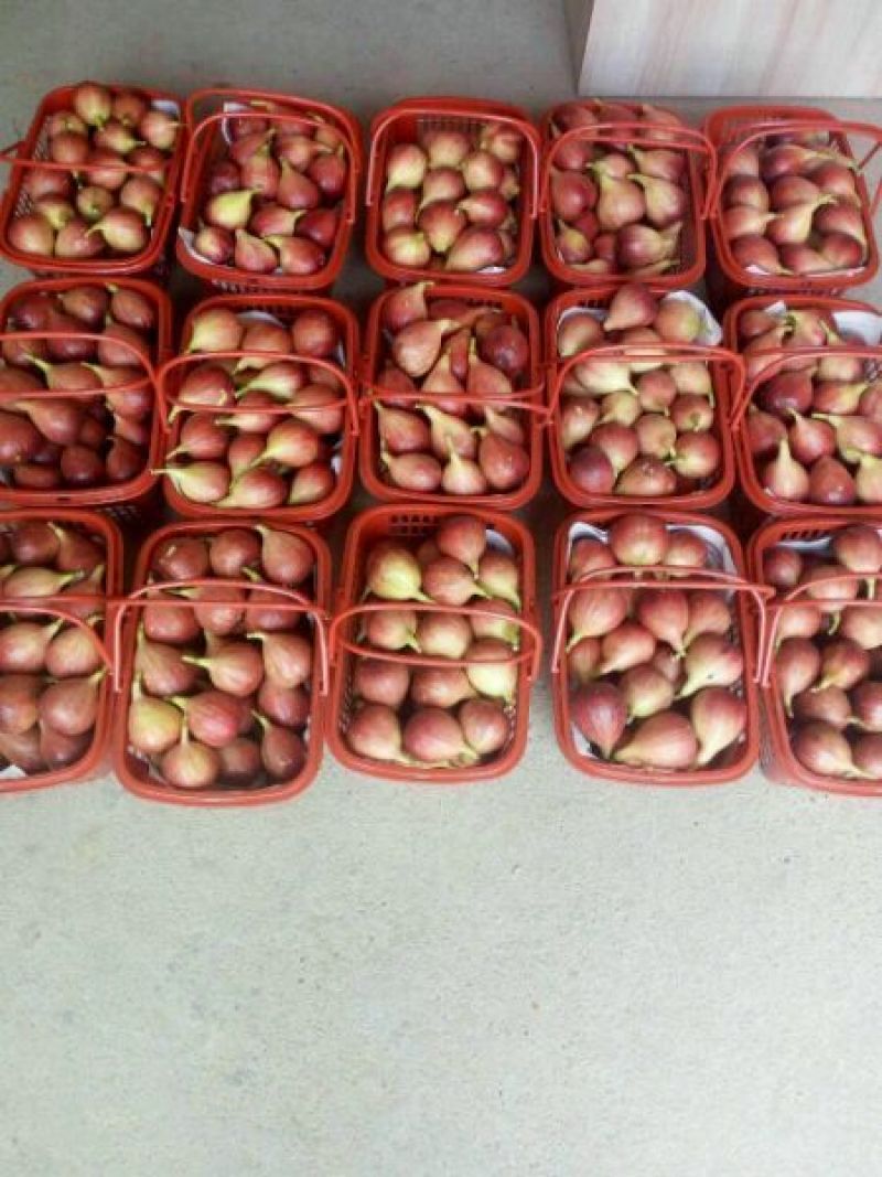 无花果树苗波姬红斯特拉芭劳奈金奥芬4个品种签合同