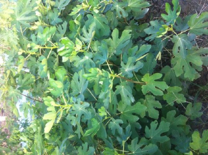 无花果树苗波姬红斯特拉芭劳奈金奥芬4个品种签合同