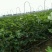 无花果树苗波姬红斯特拉芭劳奈金奥芬4个品种签合同