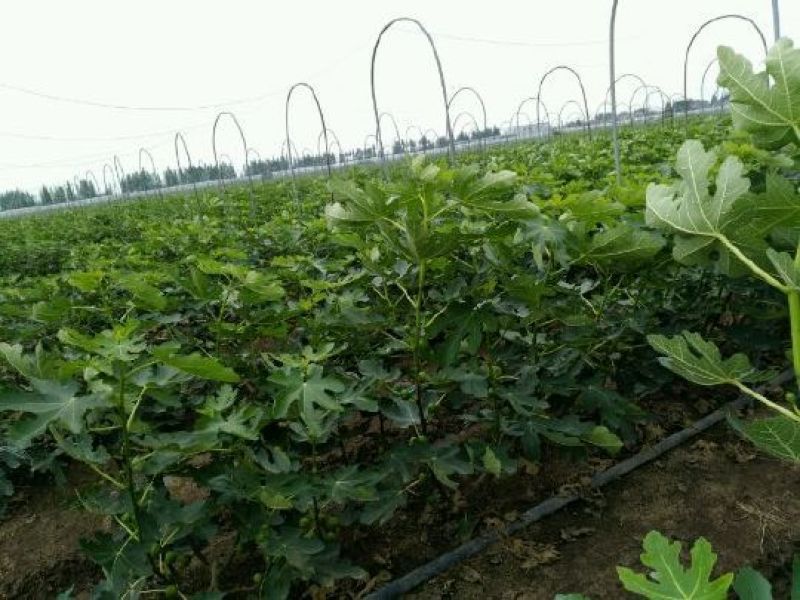 无花果树苗波姬红斯特拉芭劳奈金奥芬4个品种签合同