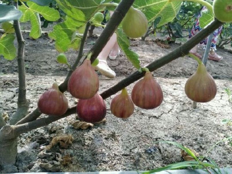 无花果树苗波姬红斯特拉芭劳奈金奥芬4个品种签合同