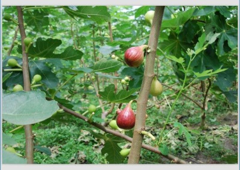 无花果树苗波姬红斯特拉芭劳奈金奥芬4个品种签合同