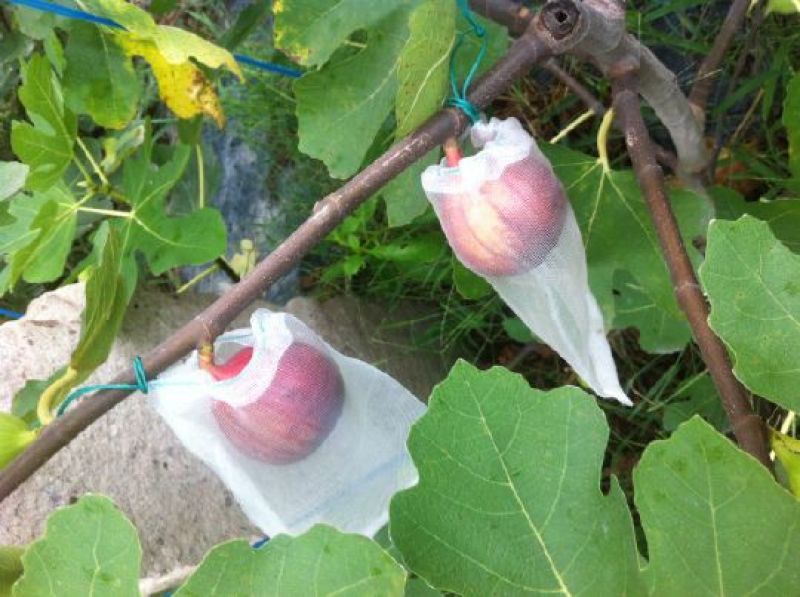 无花果树苗波姬红斯特拉芭劳奈金奥芬4个品种签合同