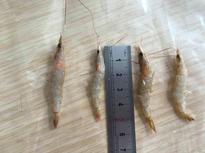 河虾