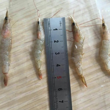 河虾