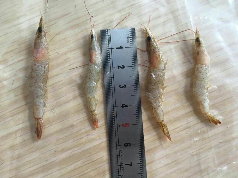 河虾