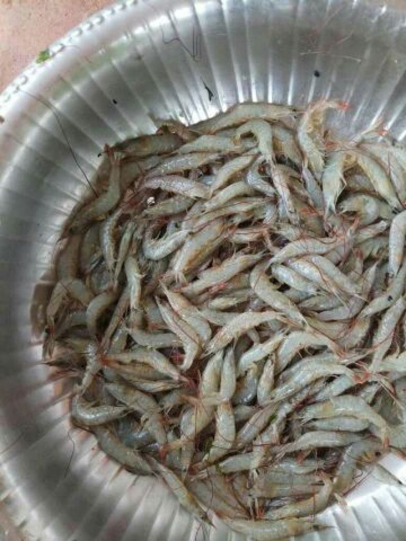 河虾