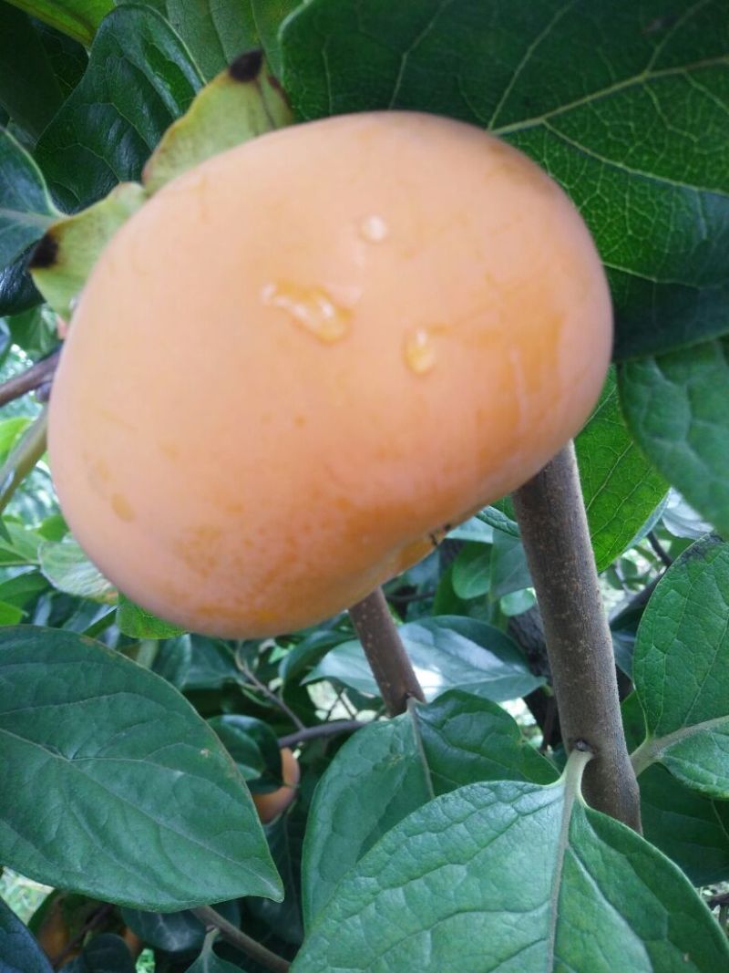 精品甜柿子已经上市，货源充足。