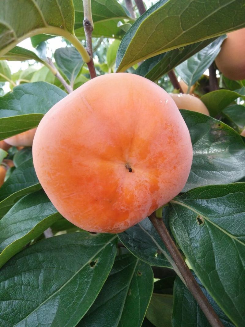精品甜柿子已经上市，货源充足。