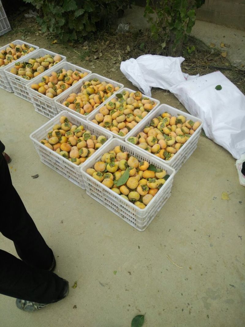 精品甜柿子已经上市，货源充足。
