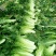 黄心菜白菜4~6斤净菜