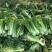 黄心菜白菜4~6斤净菜