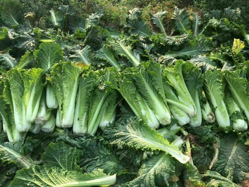黄心菜白菜4~6斤净菜