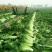 黄心菜白菜4~6斤净菜