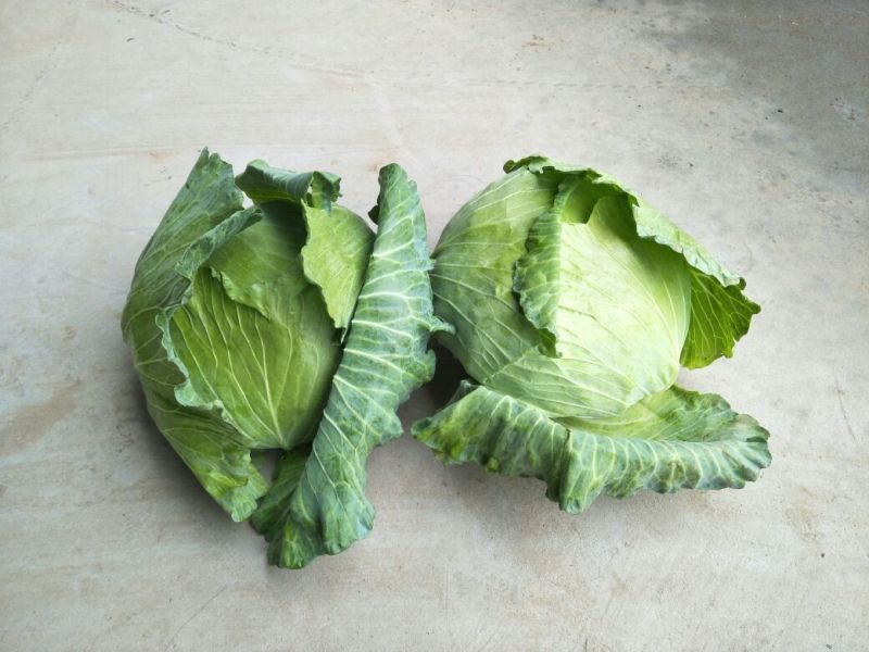 扁包菜1~2公斤精品
