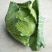 扁包菜1~2公斤精品
