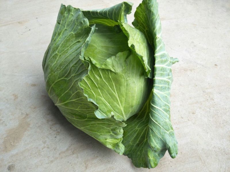 扁包菜1~2公斤精品