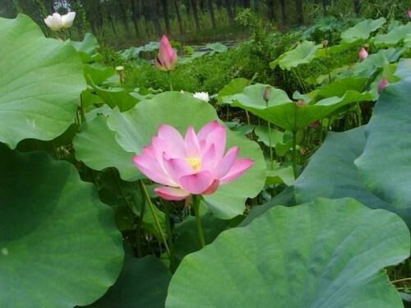 高产藕食用莲藕种苗藕种观赏荷花池塘种藕稻田鱼塘深