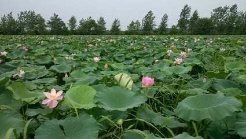 高产藕食用莲藕种苗藕种观赏荷花池塘种藕稻田鱼塘深
