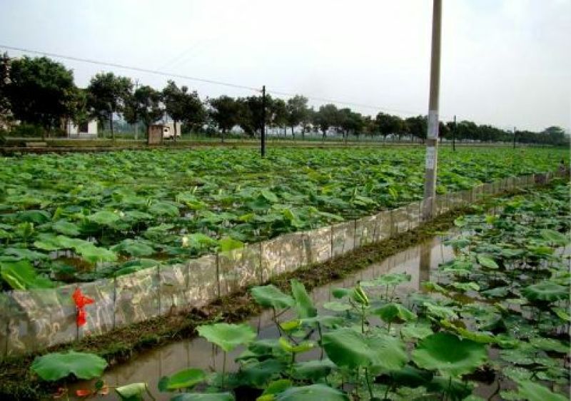 高产藕食用莲藕种苗藕种观赏荷花池塘种藕稻田鱼塘深