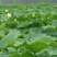 高产藕食用莲藕种苗藕种观赏荷花池塘种藕稻田鱼塘深
