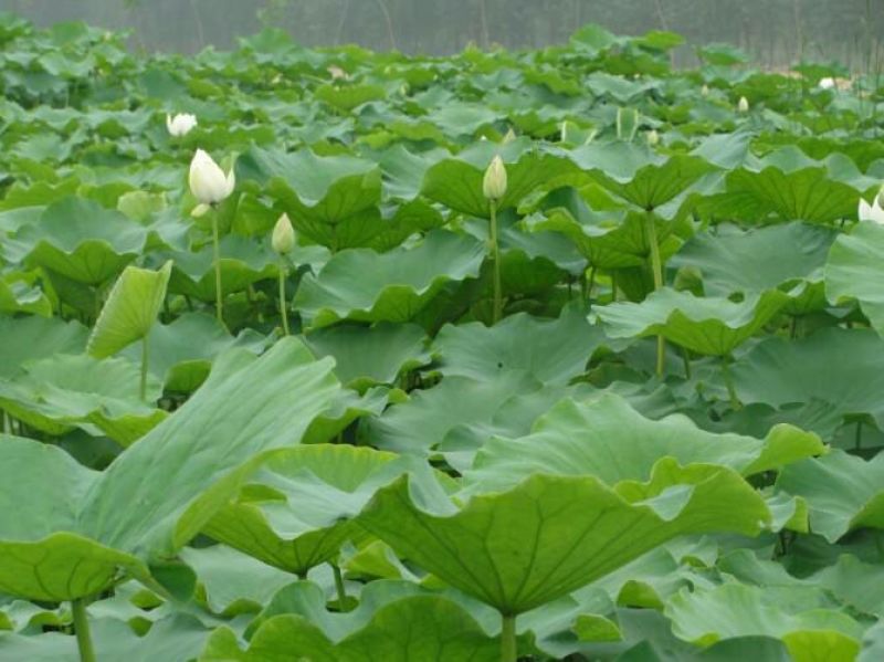 高产藕食用莲藕种苗藕种观赏荷花池塘种藕稻田鱼塘深