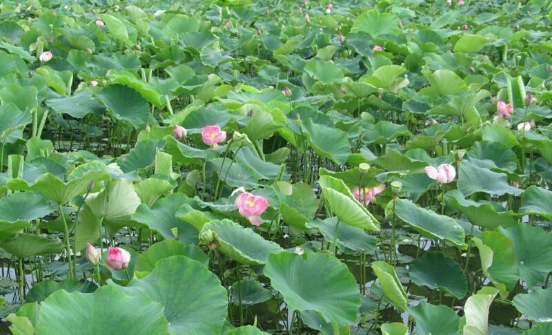 高产藕食用莲藕种苗藕种观赏荷花池塘种藕稻田鱼塘深