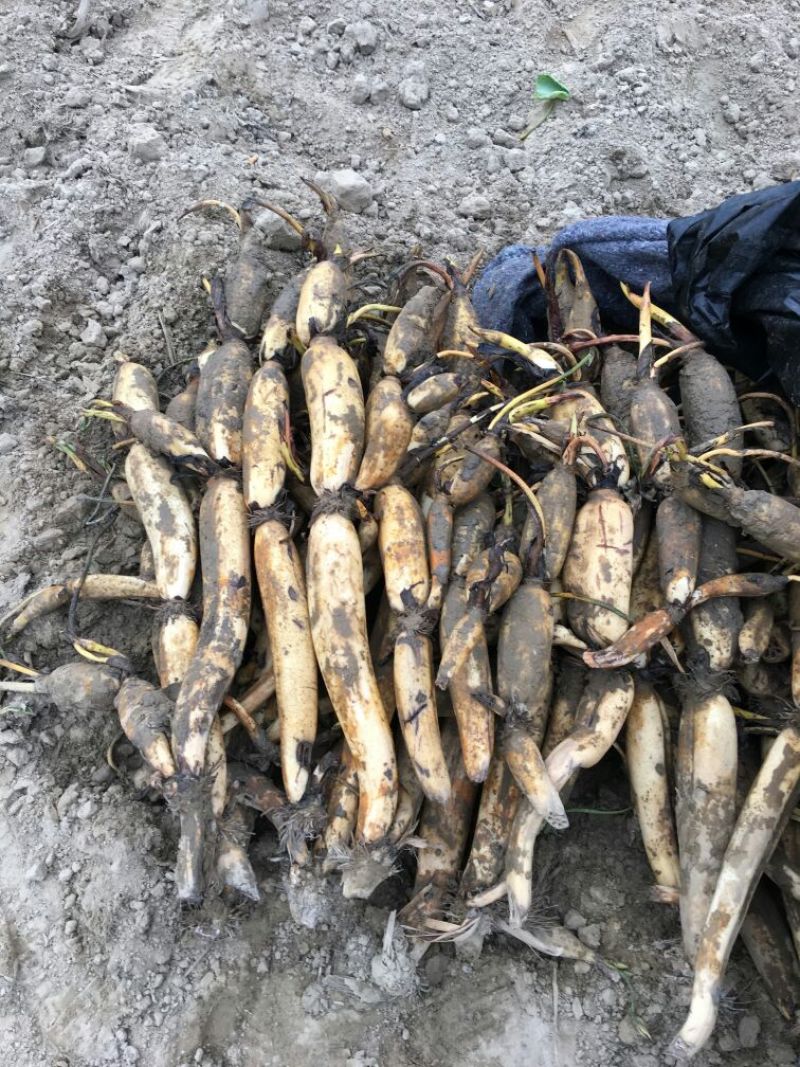 高产藕食用莲藕种苗藕种观赏荷花池塘种藕稻田鱼塘深
