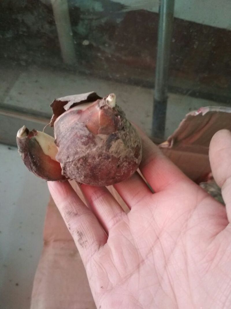大花睡莲种根块水培植物四季荷花水养花卉碗莲根茎带芽花苗池