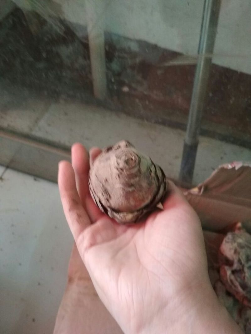 大花睡莲种根块水培植物四季荷花水养花卉碗莲根茎带芽花苗池