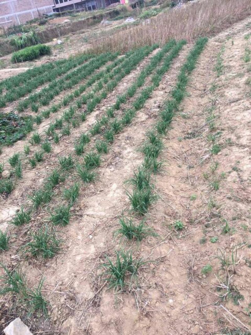 黄花菜种苗10~20cm