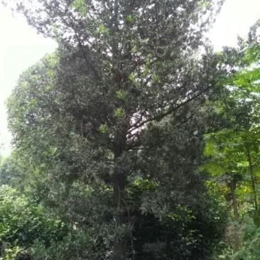 罗汉松树桩15~20cm