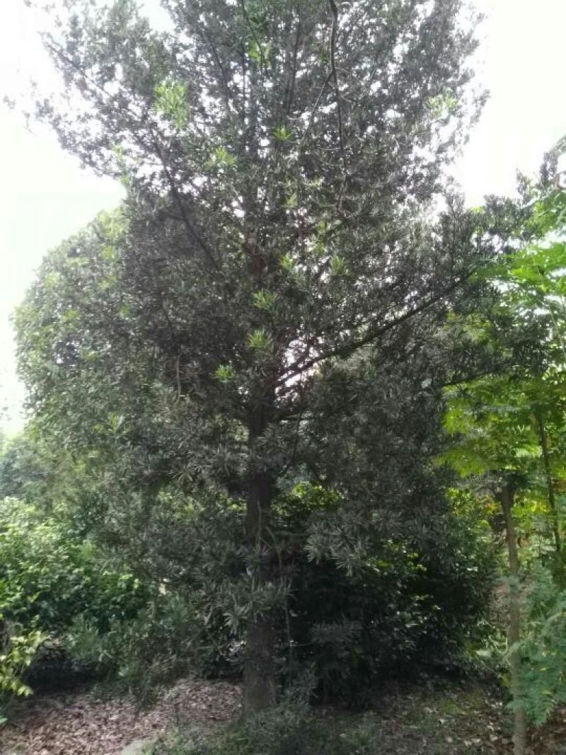 罗汉松树桩15~20cm