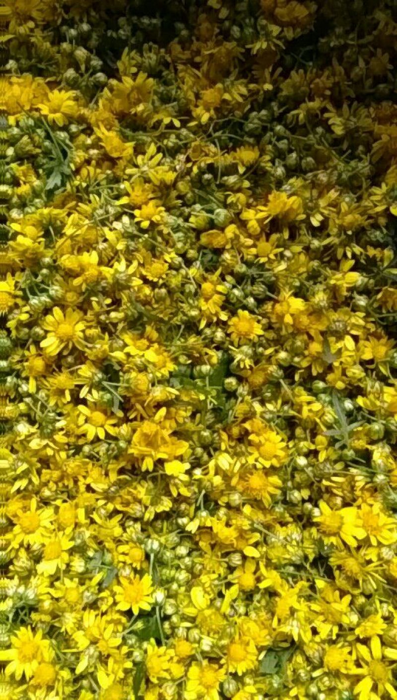 野菊花