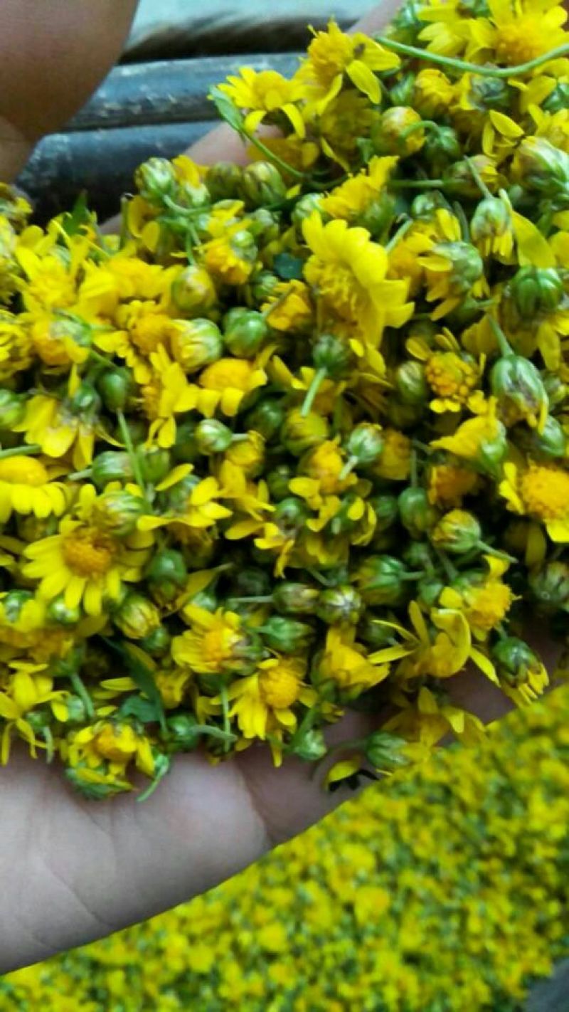 野菊花