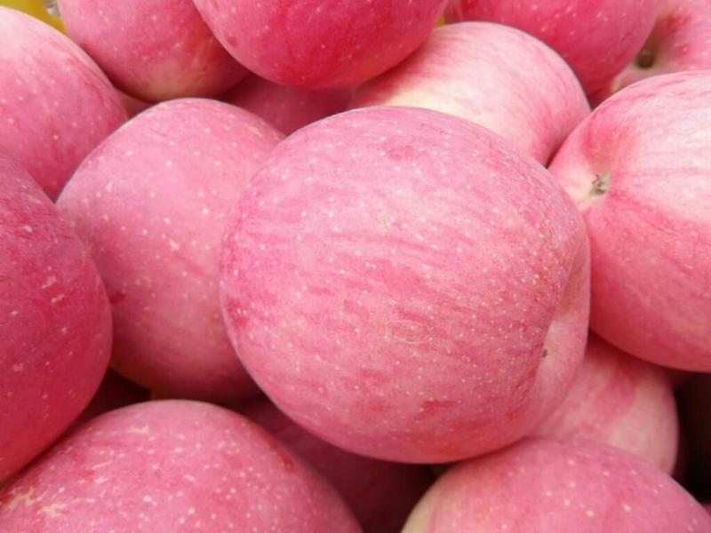 【热卖】山东红富士苹果产地一手货源保质保量代发全国