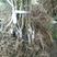 翠香猕猴桃苗，品种质量保证，现挖现发，根系发达，成活率高