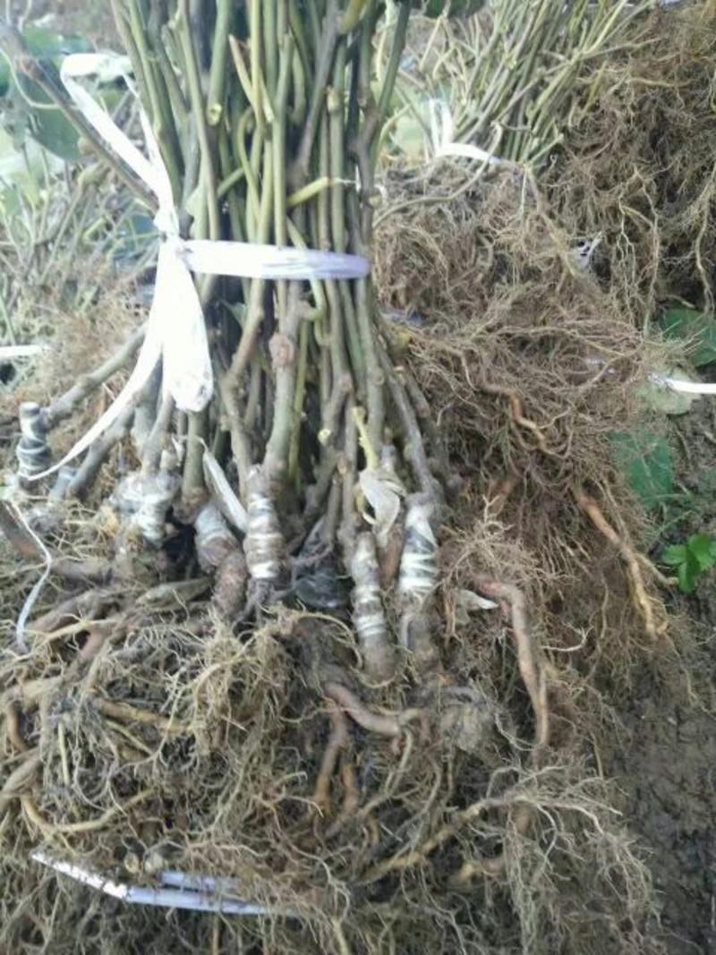 翠香猕猴桃苗，品种质量保证，现挖现发，根系发达，成活率高